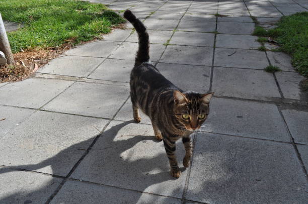 istock The beautiful Animal Cat in the natural environment 1272437304