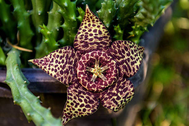 istock Flower of orbea variegata cactus 1272437318