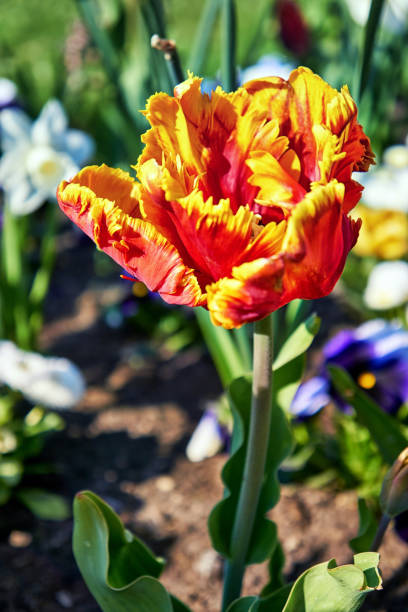 istock Red tulip blossom with a yellow border and a blurred background in spring. 1272437454