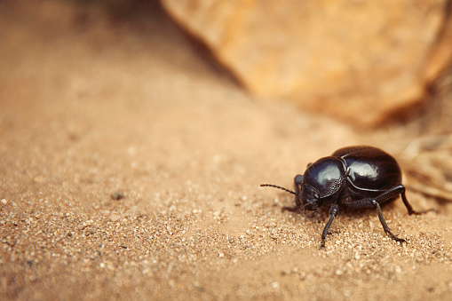 Big beetle on a mission on dirt road