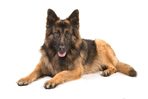 German shepherd dog lying down looking at the camera seen from the side isolated on a white background