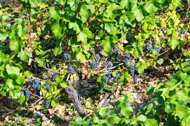 Grape wine harvesting stock photo