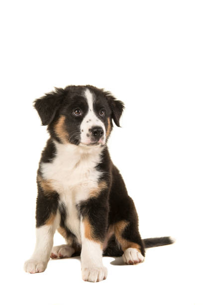 istock Cute black australian shepherd puppy looking away isolated on a white background 1272438913
