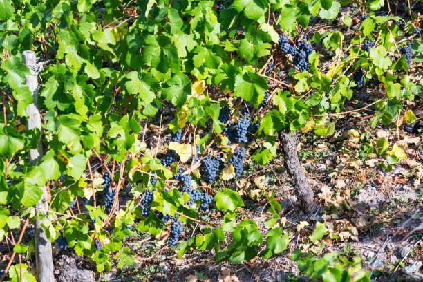 Grape wine harvesting stock photo