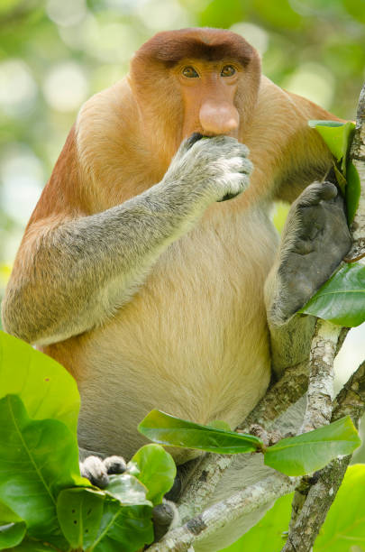 前から見たプロボシスザルが木の中で食べて座っている - monkey proboscis monkey malaysia island of borneo ストックフォトと画像