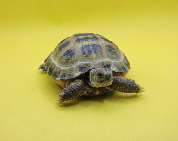 istock A russian/horsfield tortoise 1272441700