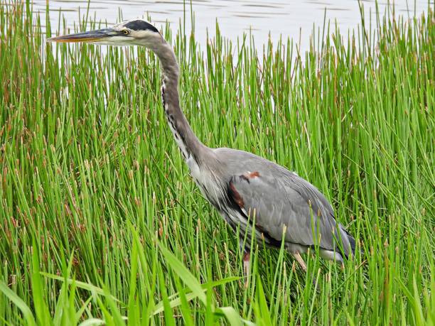 istock Great Blue Heron (Ardea herodias) in the tall grass near a Florida lake 1272442921