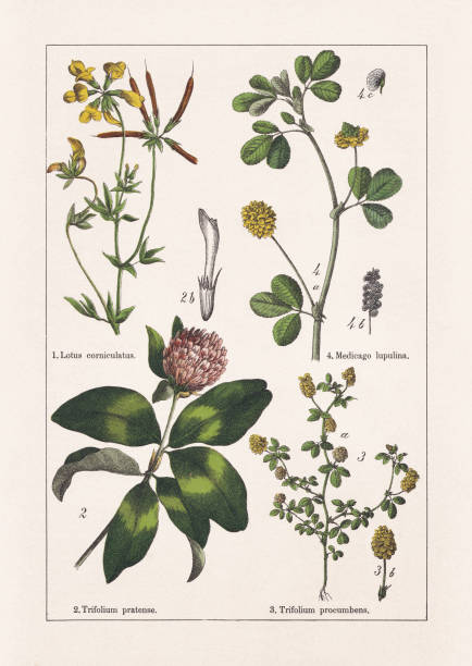 Faboideae, chromolithograph, published in 1895 Faboideae: 1) Bird's-foot trefoil (Lotus corniculatus); 2) Red clover (Trifolium pratense), b-blossom leaf; 3) Lesser trefoil (Trifolium dubium, or Trifolium procumbens), a-stem with blossoms and leaves, b-blossom (infiorescenze); 4) Black medick (Medicago lupulina), a-stem with blossoms and leaves, b-ripe seed pods, c-seed (enlarged). Chromolithograph, published in 1895. lotus corniculatus stock illustrations
