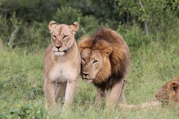 istock Male lion with its female 1272443269