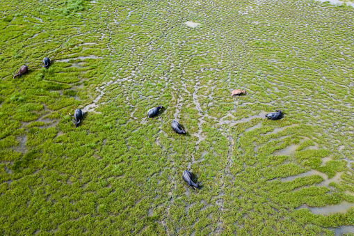 Aerial photograph of buffalo herds feeding on wetlands grasslands.
