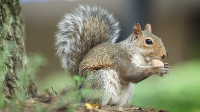 Squirrel Eating Peanut Video