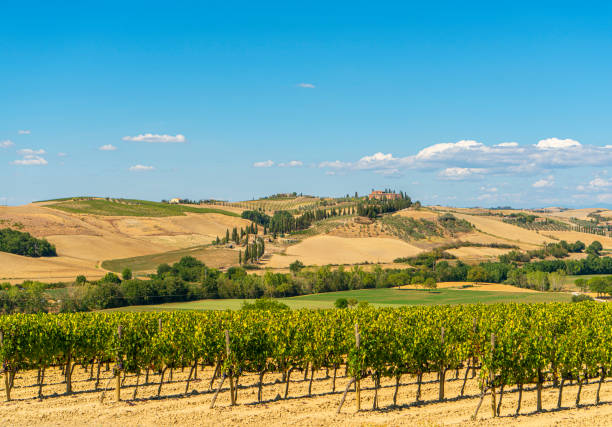 winnice o zachodzie słońca w wiosce val d'orcia(florencja), toskania, włochy - val dorcia zdjęcia i obrazy z banku zdjęć