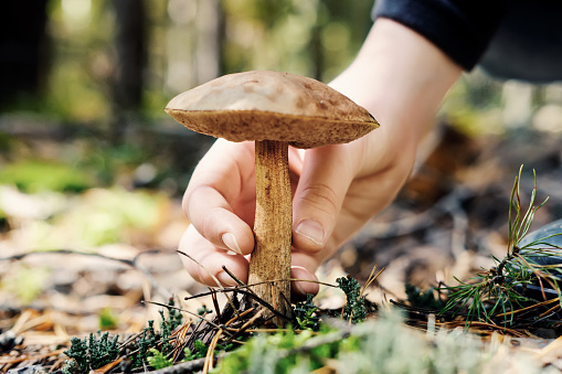 Hand of teenager picking boletus mushroom in sunny forest. Selective focus, close-up.
