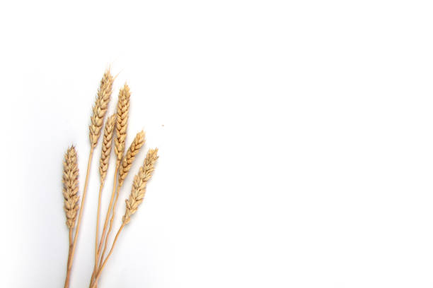 ears of wheat isolated on white background flat lay. Image contains copy space