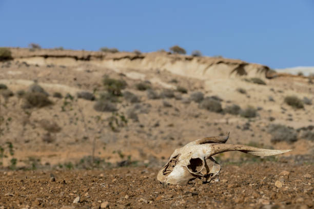 istock Dry Goat Skull Bone, Goat Skull background in the desert 1272446114
