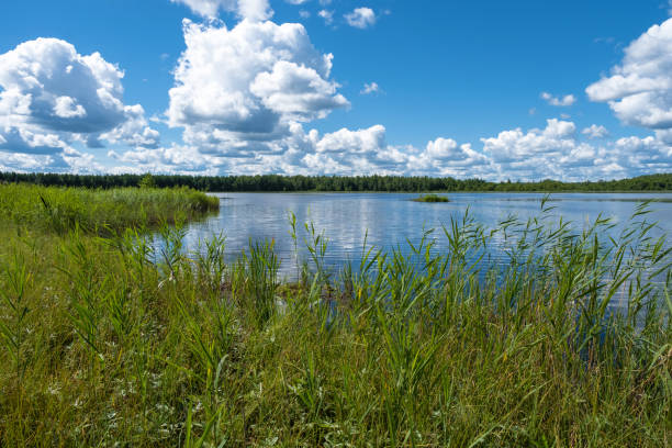 istock Low and overgrown with tall grass shore of a forest lake. 1272446128