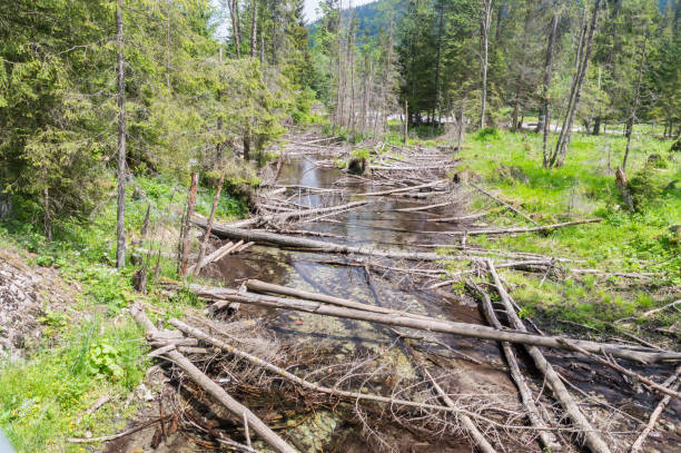 istock Potok u Lisow stream in Tatra Mountains. 1272447542