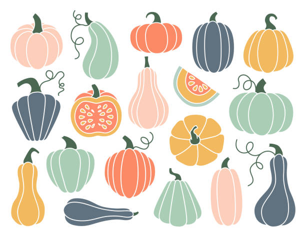 ilustraciones, imágenes clip art, dibujos animados e iconos de stock de conjunto de calabaza dibujada a mano - pumpkin