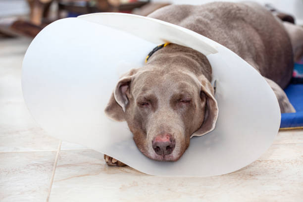 istock Weimaraner dog wearing a plastic elizabethan (buster) collar at home 1272448813