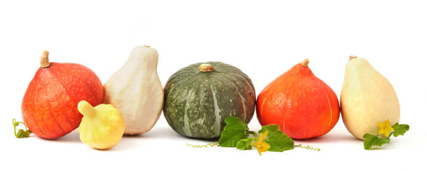 istock Different sorts of pumpkin 1272449888