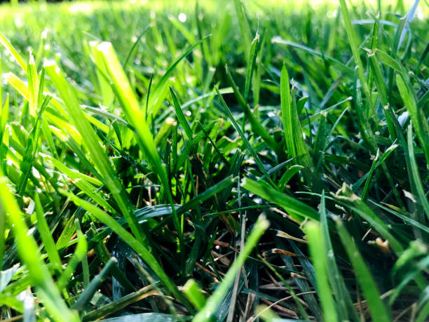 istock close-up newly watered green grass 1272451052