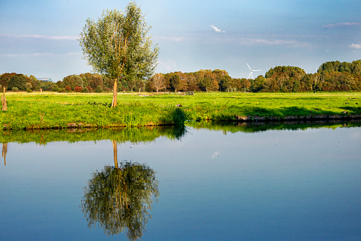 Single tree reflecting in the water with wind turbines and cows in the background