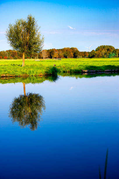 Single tree reflecting in the water with wind turbines and cows in the background