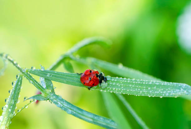 istock Beautiful Ladybug on dandelion defocused background 1272453180