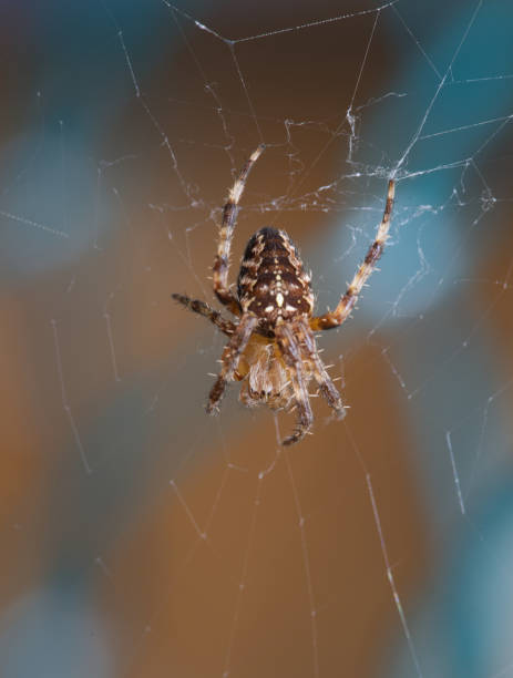 istock Garden spider close up in macro 1272453289