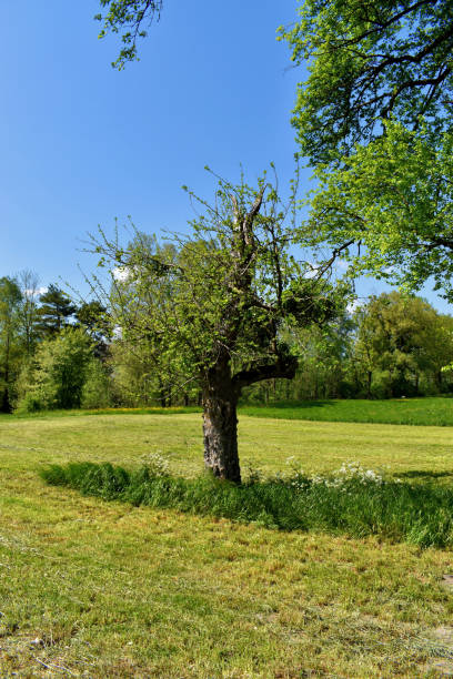 istock Natural landscape in Liechtenstein 1272453348