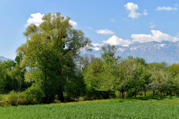 istock Natural landscape in Liechtenstein 1272453401
