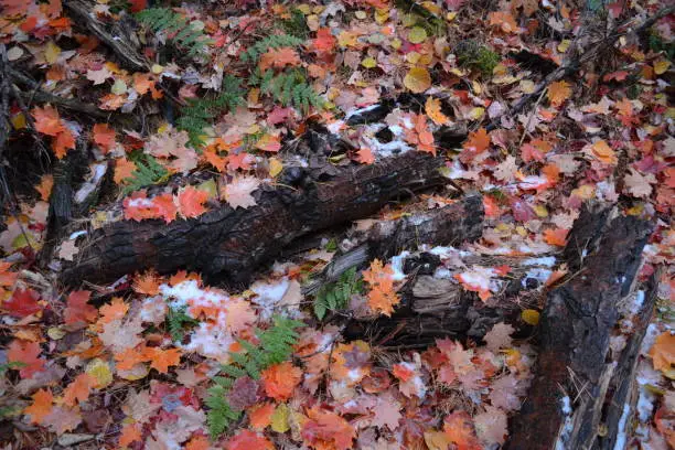 Photo of Leaf and snow ground cover with contrasting red and white