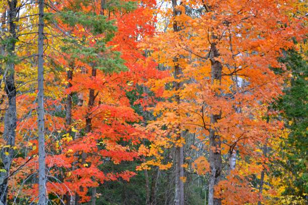 istock Vibrant Autumn Color in the Upper Michigan 1272453680