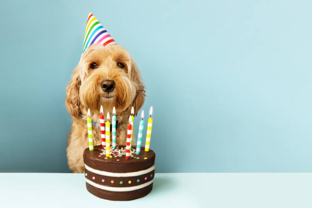 Funny Dog With Birthday Cake Stock Photo - Download Image Now - Birthday, Dog, Cake - iStock Funny Dog With Birthday Cake Stock Photo - Download Image Now - Birthday, Dog, Cake - iStock