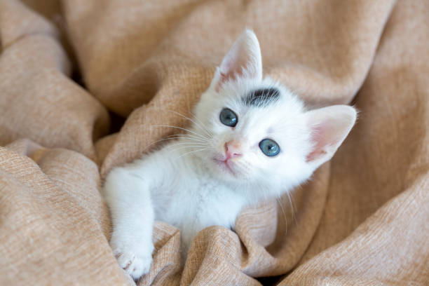 istock Pet animal; cute kitten cat 1272454562