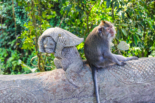 Monkey forest, Ubud, Indonesia