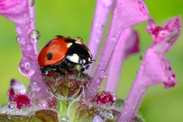 istock Beautiful Ladybug on dandelion defocused background 1272454753