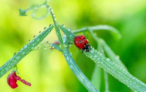 istock Beautiful Ladybug on dandelion defocused background 1272454952