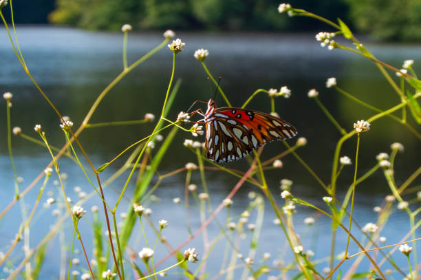 Little Mulberry Park, GA Butterfly at lakeshore
