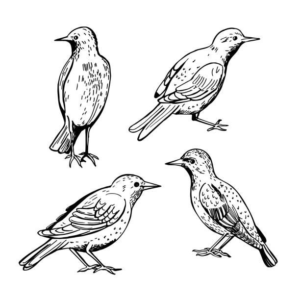 szkic ptaków na białym tle. - stado ptaków ilustracje stock illustrations