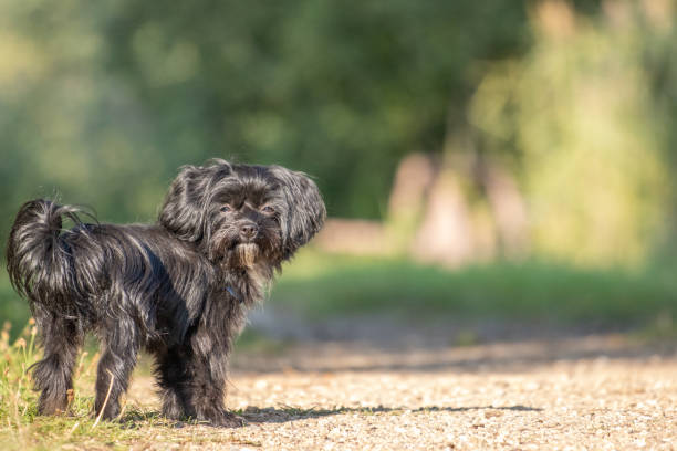 istock Bolonka dog stands on a path and looks into the camera 1272455939