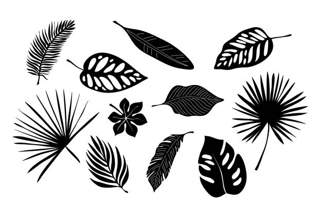 illustrations, cliparts, dessins animés et icônes de feuilles exotiques tropicales de palmier, monstera, noix de coco, bananier. ensemble d’éléments, vecteur illustré, noir et blanc, silhouette - banana tree