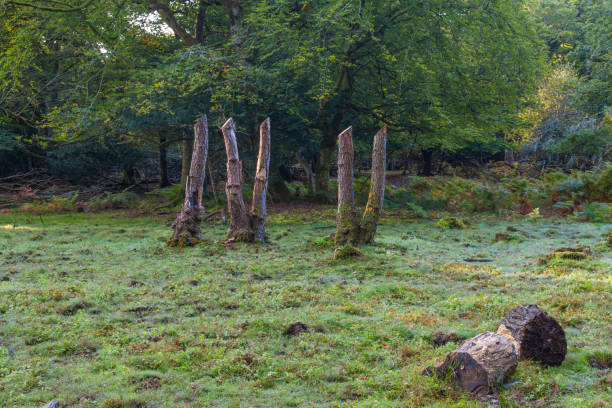 istock Pine tree stumps shows Roman numerals of 45 1272457546