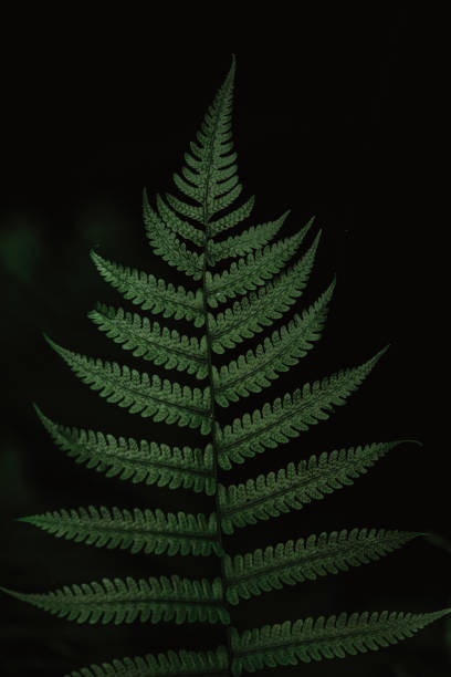 istock Moody photo of a leaf. 1272457664