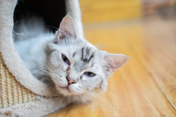 istock Pet cat resting in the cattery 1272458747