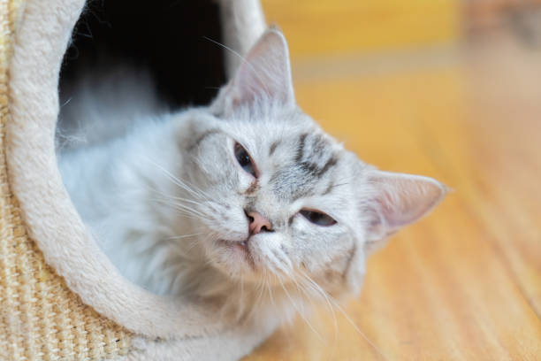 istock Pet cat resting in the cattery 1272458756