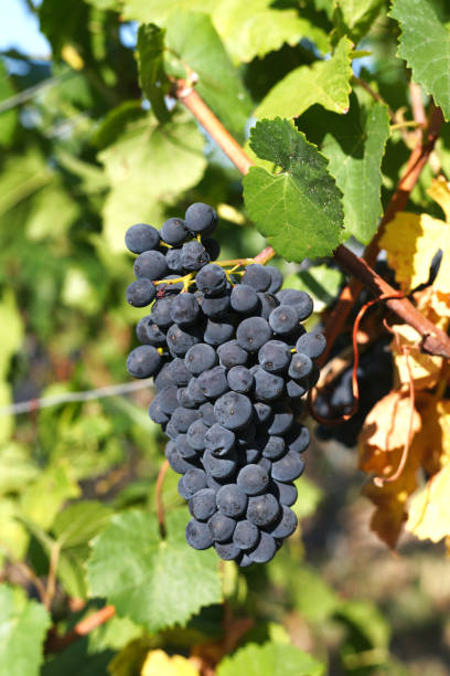 istock Grapes in the sunlight, just before harvest. 1272458769