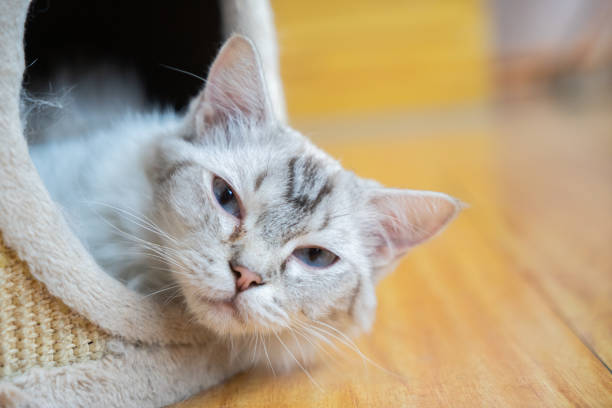 istock Pet cat resting in the cattery 1272458776