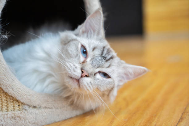 istock Pet cat resting in the cattery 1272458790