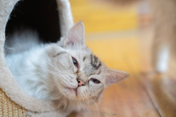 istock Pet cat resting in the cattery 1272458800